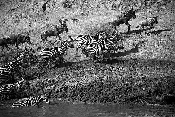 Masaï Mara - crossing the river