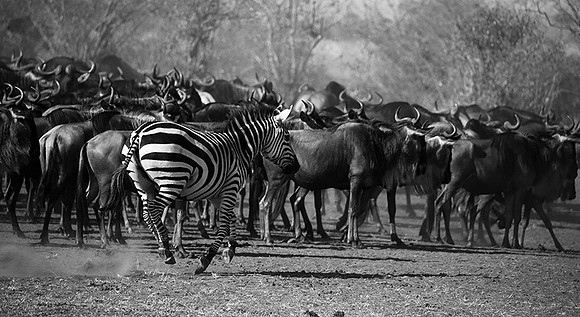 Masaï Mara : wildebeests migration