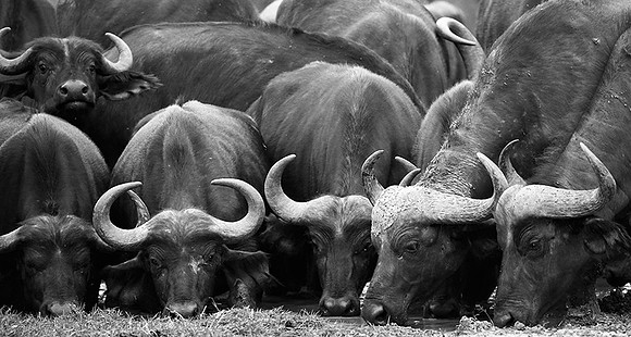 Buffalos at Laikipia