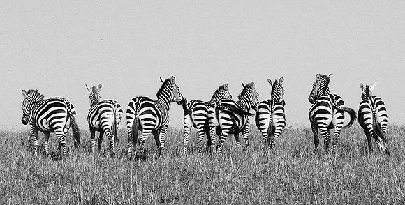 Zebras - Masaï Mara