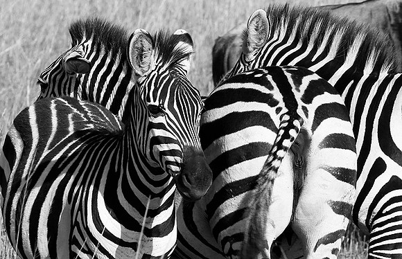 Zebras - Masaï Mara