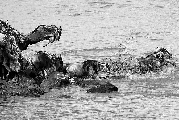 Masaï Mara - crossing the river