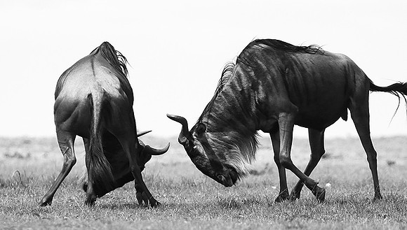 Wildebeest (gnou) - Masaï Mara