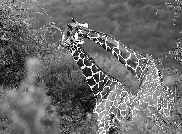 Northern Kenya