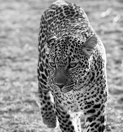 Leopard - Masaï Mara