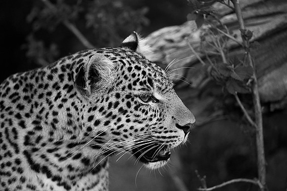Leopard - Masaï Mara