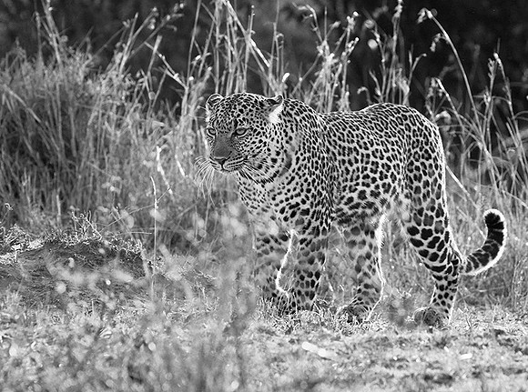 Leopard - Masaï Mara