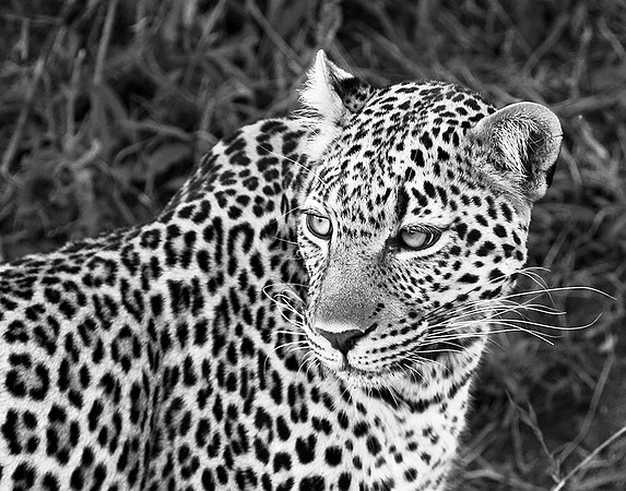 Leopard - Masaï Mara