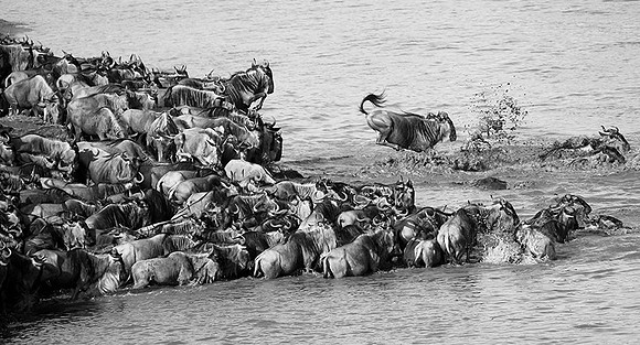 Masaï Mara : wildebeests migration