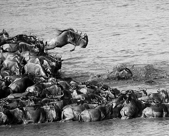 Masaï Mara : wildebeests migration