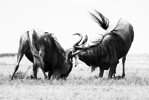 Wildebeest (gnou) - Masaï Mara