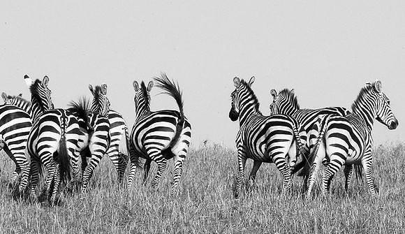 Zebras - Masaï Mara