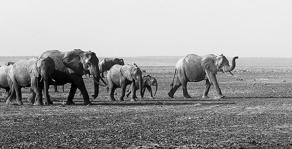 Elephants - Amboseli National Park