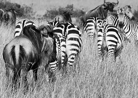 Wildebeest - Masaï Mara
