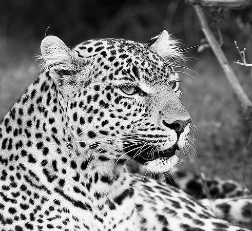 Leopard - Masaï Mara