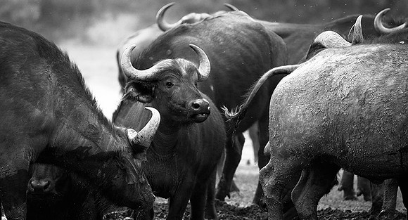 Buffalos at Laikipia