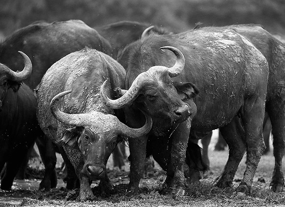 Buffalos at Laikipia