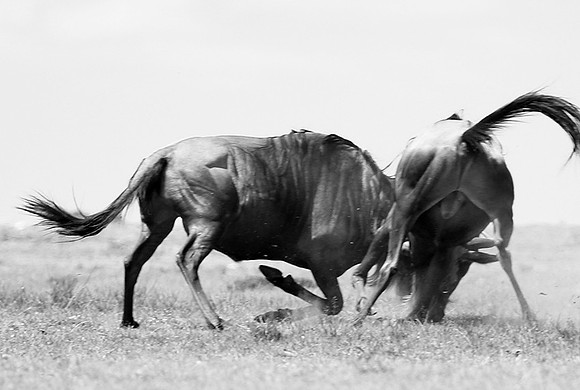 Wildebeest (gnou) - Masaï Mara