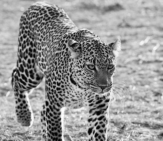 Leopard - Masaï Mara