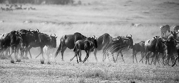 Gathering before crossing the Mara river