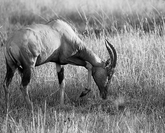 Topi in the Masaï Mara