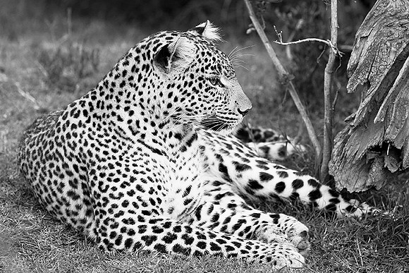 Leopard - Masaï Mara