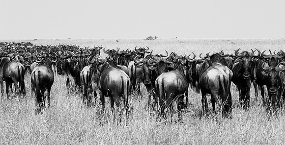 Wildebeest - Masaï Mara