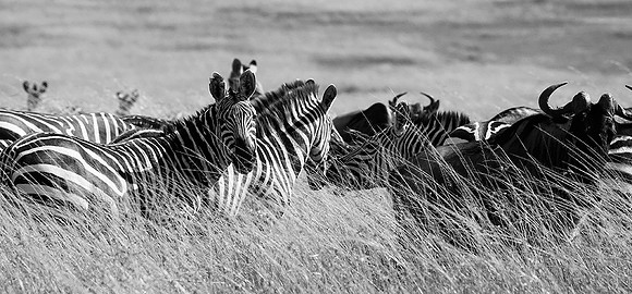 Zebras - Masaï Mara