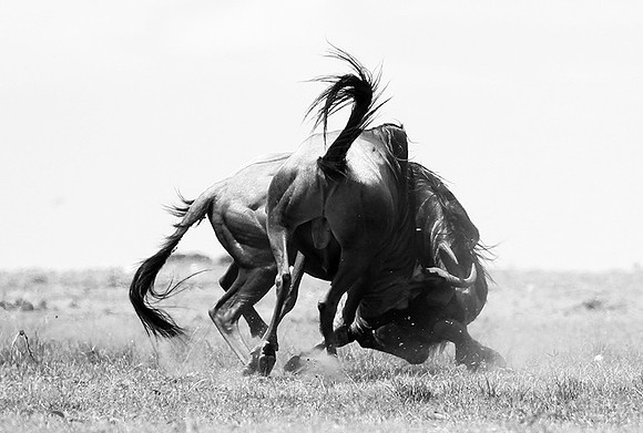 Wildebeest (gnou) - Masaï Mara