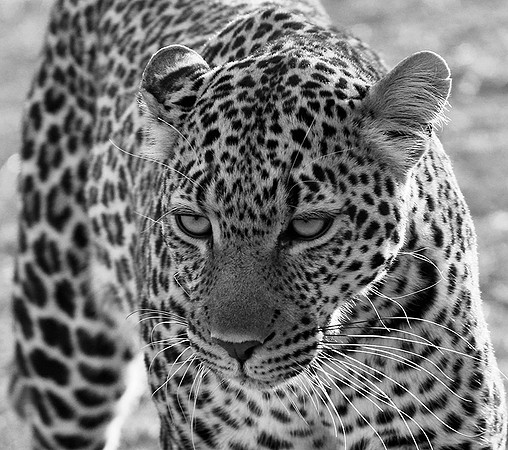 Leopard - Masaï Mara