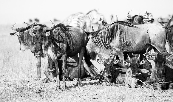 Wildebeests - MasaI Mara