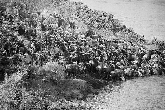Masaï Mara - crossing the river