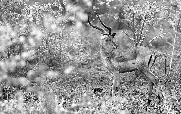 Meru Np - Impala