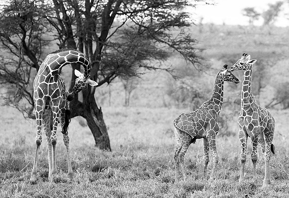 Meru NP