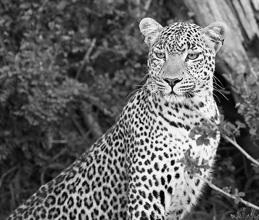 Leopard - Masaï Mara