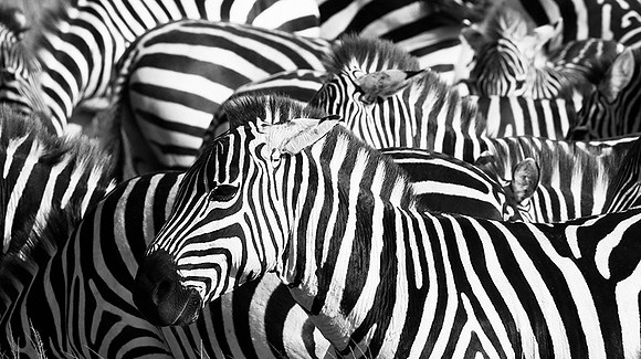 Zebras - Masaï Mara
