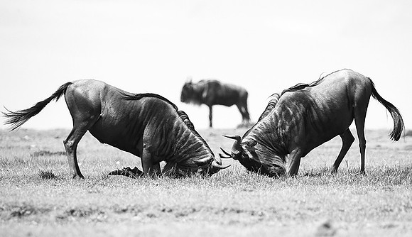 Wildebeest (gnou) - Masaï Mara