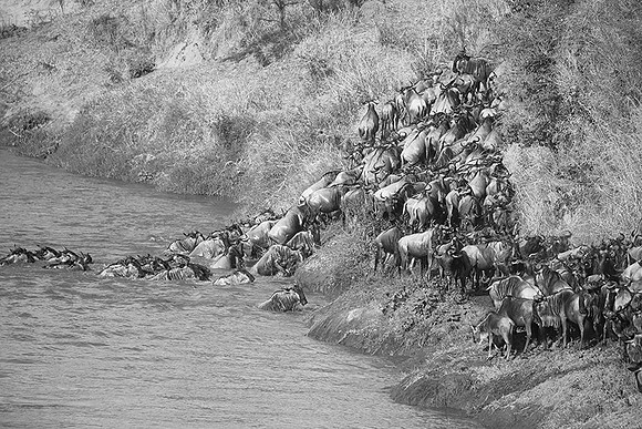 Masaï Mara - crossing the river