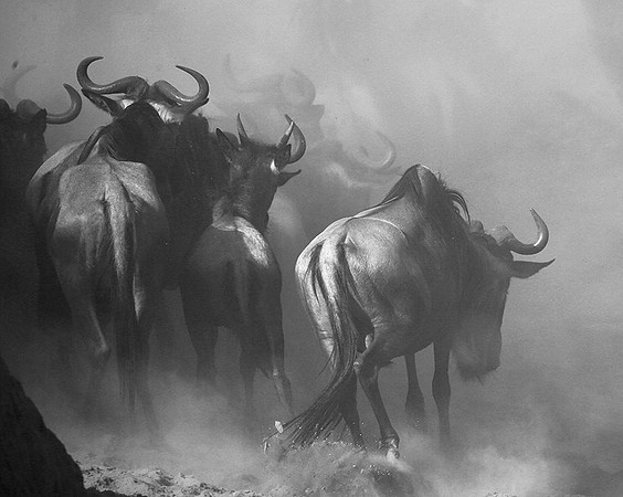 Wildebeest migration : Masaï Mara
