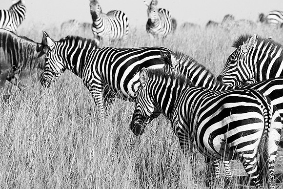 Zebras - Masaï Mara