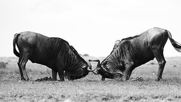 Wildebeest (gnou) - Masaï Mara
