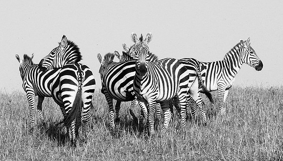Zebras - Masaï Mara