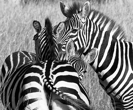 Zebras - Masaï Mara