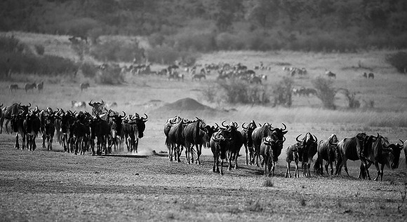 Gathering before crossing the Mara river