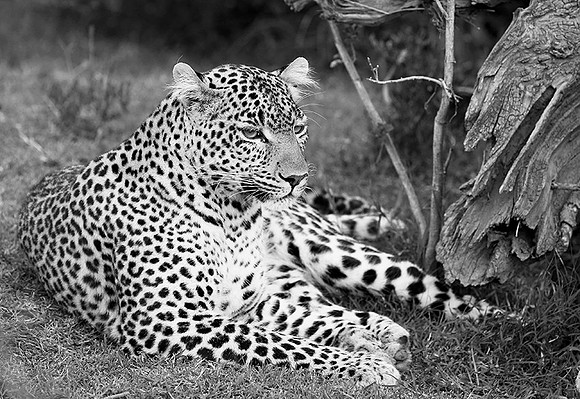 Leopard - Masaï Mara