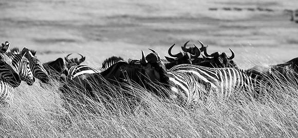 Wildebeest - Masaï Mara