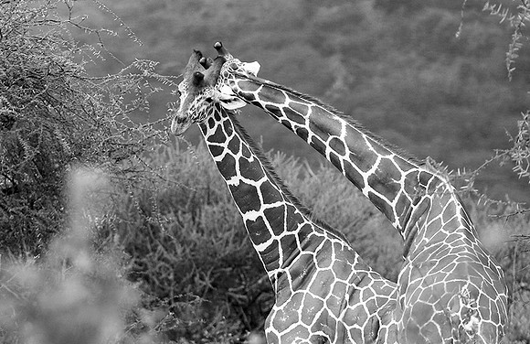Northern Kenya