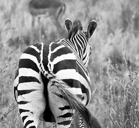 Zebra - Nairobi National Park