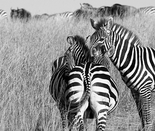 Zebras - Masaï Mara