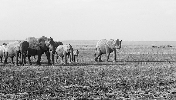 Elephants - Amboseli National Park